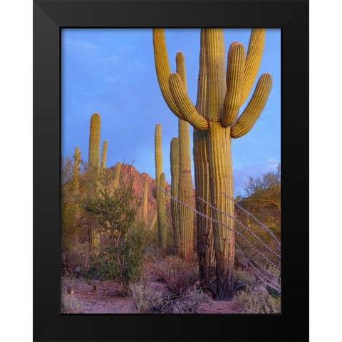 Tucson Mountains-Saguaro National Park-Arizona Black Modern Wood Framed Art Print by Fitzharris, Tim