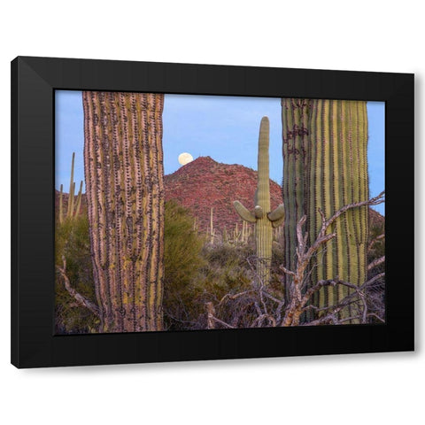 Tucson Mountains-Saguaro National Park-Arizona Black Modern Wood Framed Art Print with Double Matting by Fitzharris, Tim