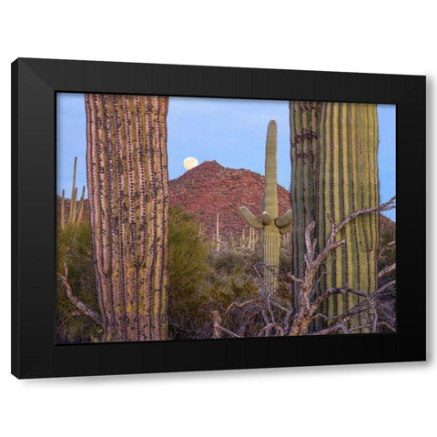 Tucson Mountains-Saguaro National Park-Arizona Black Modern Wood Framed Art Print by Fitzharris, Tim