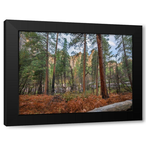 Coconino National Forest from West Fork Trail near Sedona-Arizona Black Modern Wood Framed Art Print with Double Matting by Fitzharris, Tim