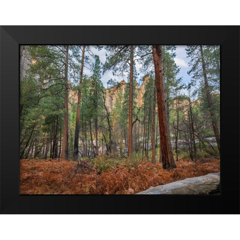 Coconino National Forest from West Fork Trail near Sedona-Arizona Black Modern Wood Framed Art Print by Fitzharris, Tim