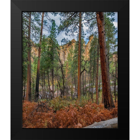 Coconino National Forest from West Fork Trail near Sedona-Arizona Black Modern Wood Framed Art Print by Fitzharris, Tim