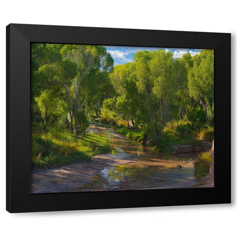 Cottonwoods along the San Pedro River-Arizona-USA Black Modern Wood Framed Art Print with Double Matting by Fitzharris, Tim