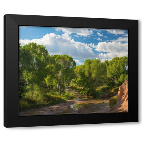 Cottonwoods along the San Pedro River-Arizona-USA Black Modern Wood Framed Art Print with Double Matting by Fitzharris, Tim