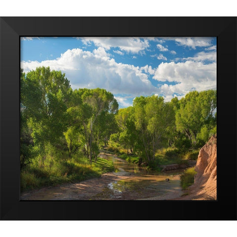 Cottonwoods along the San Pedro River-Arizona-USA Black Modern Wood Framed Art Print by Fitzharris, Tim