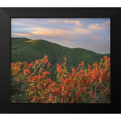 Chuparosa-Anza Borrego Desert State Park-California-USA Black Modern Wood Framed Art Print by Fitzharris, Tim