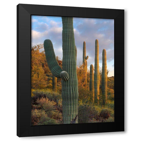 Saguaros at Joshua Tree National Monument-California-USA Black Modern Wood Framed Art Print with Double Matting by Fitzharris, Tim