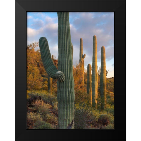 Saguaros at Joshua Tree National Monument-California-USA Black Modern Wood Framed Art Print by Fitzharris, Tim