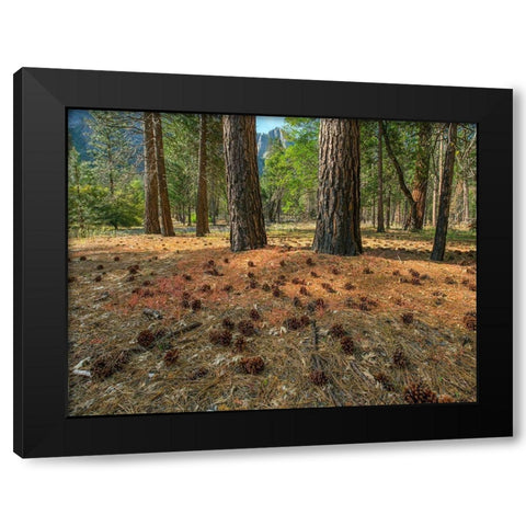 Pine Forest-Yosemite Valley-Yosemite National Park-California-USA Black Modern Wood Framed Art Print by Fitzharris, Tim