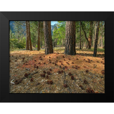 Pine Forest-Yosemite Valley-Yosemite National Park-California-USA Black Modern Wood Framed Art Print by Fitzharris, Tim