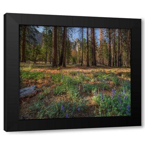 Lupine Meadow-Yosemite Valley-Yosemite National Park-California Black Modern Wood Framed Art Print by Fitzharris, Tim