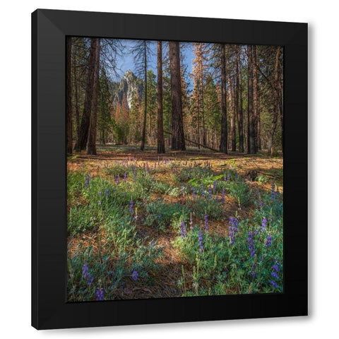 Lupine Meadow-Yosemite Valley-Yosemite National Park-California Black Modern Wood Framed Art Print by Fitzharris, Tim