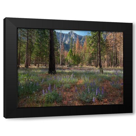 Lupine Meadow-Yosemite Valley-Yosemite National Park-California Black Modern Wood Framed Art Print by Fitzharris, Tim