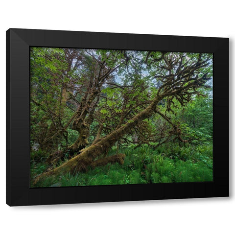 Mossy Big-leaf Maple-Redwood National Park-California-USA Black Modern Wood Framed Art Print with Double Matting by Fitzharris, Tim