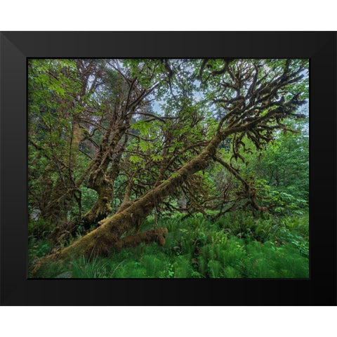 Mossy Big-leaf Maple-Redwood National Park-California-USA Black Modern Wood Framed Art Print by Fitzharris, Tim