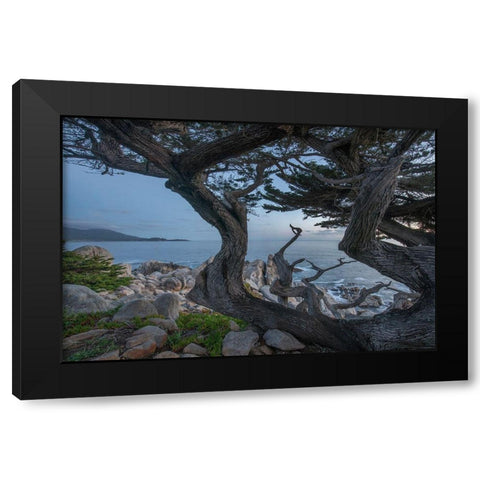 Pescdero Point-17-mile drive-Pebble-Beach-California-USA Black Modern Wood Framed Art Print with Double Matting by Fitzharris, Tim