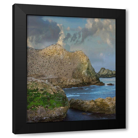 Bird Island-Point Lobos State reserve-California Black Modern Wood Framed Art Print with Double Matting by Fitzharris, Tim