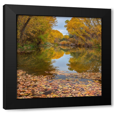 Verde River near Camp Verde-Arizona-USA Black Modern Wood Framed Art Print with Double Matting by Fitzharris, Tim