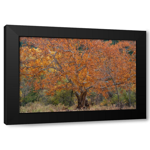 East Verde River-Arizona-USA Black Modern Wood Framed Art Print by Fitzharris, Tim