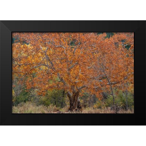 East Verde River-Arizona-USA Black Modern Wood Framed Art Print by Fitzharris, Tim