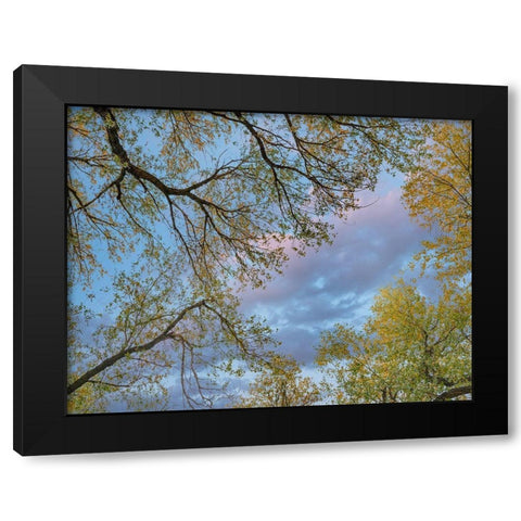 Cottonwood canopy-Verde River-Arizona-USA Black Modern Wood Framed Art Print by Fitzharris, Tim