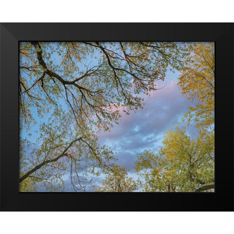 Cottonwood canopy-Verde River-Arizona-USA Black Modern Wood Framed Art Print by Fitzharris, Tim