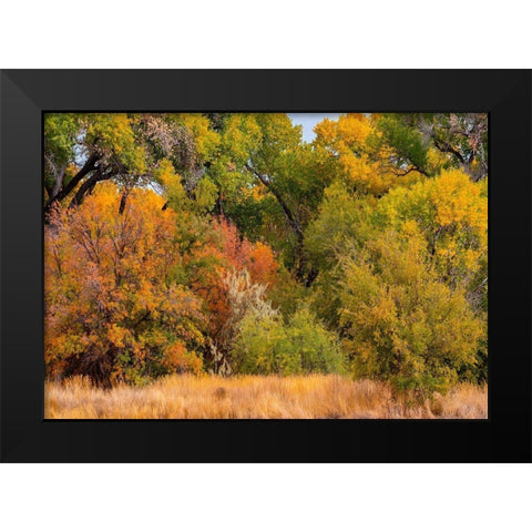 Verde River Valley Dead Horse Ranch State Park Arizona USA Black Modern Wood Framed Art Print by Fitzharris, Tim