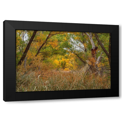 Verde River Valley-Dead Horse Ranch State Park-Arizona-USA Black Modern Wood Framed Art Print by Fitzharris, Tim