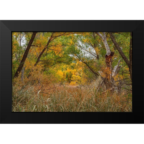 Verde River Valley-Dead Horse Ranch State Park-Arizona-USA Black Modern Wood Framed Art Print by Fitzharris, Tim