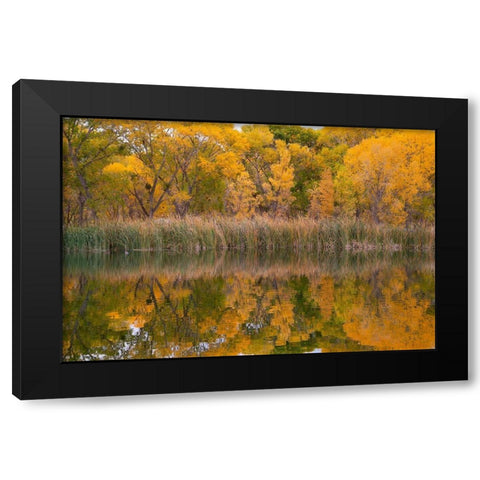 Lagoon Reflection-Dead Horse Ranch State Park-Arizona-USA Black Modern Wood Framed Art Print with Double Matting by Fitzharris, Tim