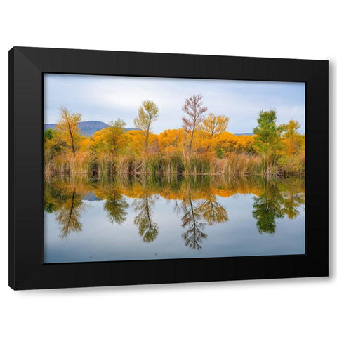 Lagoon Reflection-Dead Horse Ranch State Park-Arizona-USA Black Modern Wood Framed Art Print by Fitzharris, Tim