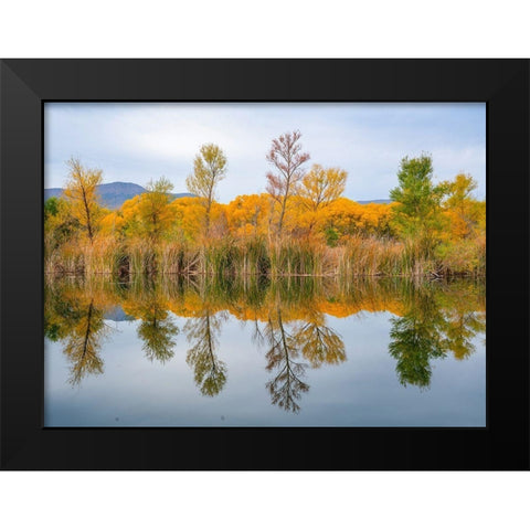 Lagoon Reflection-Dead Horse Ranch State Park-Arizona-USA Black Modern Wood Framed Art Print by Fitzharris, Tim