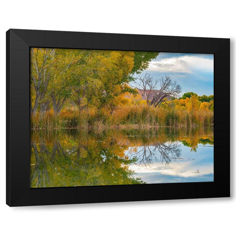 Lagoon Reflection-Dead Horse Ranch State Park-Arizona-USA Black Modern Wood Framed Art Print with Double Matting by Fitzharris, Tim