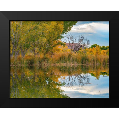 Lagoon Reflection-Dead Horse Ranch State Park-Arizona-USA Black Modern Wood Framed Art Print by Fitzharris, Tim