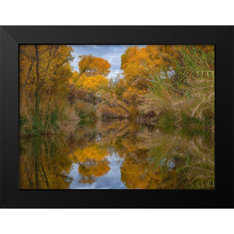 Lagoon Reflection-Dead Horse Ranch State Park-Arizona-USA Black Modern Wood Framed Art Print by Fitzharris, Tim