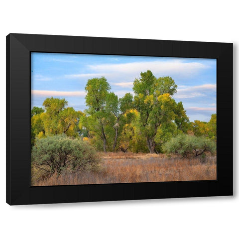 Riverine Forest-Dead Horse Ranch State Park-Arizona Black Modern Wood Framed Art Print with Double Matting by Fitzharris, Tim