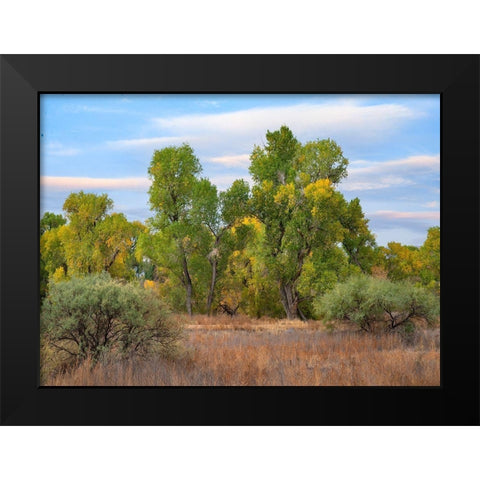 Riverine Forest-Dead Horse Ranch State Park-Arizona Black Modern Wood Framed Art Print by Fitzharris, Tim