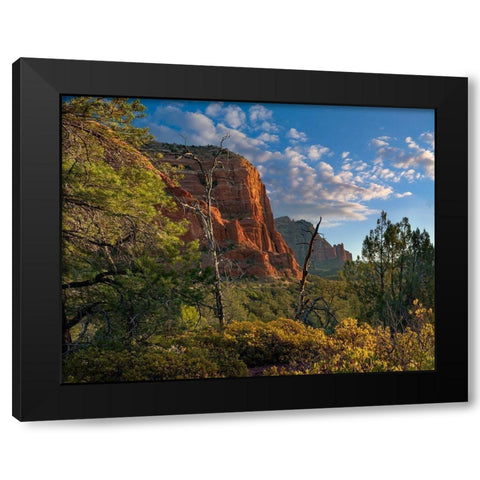 Coconino National Forest near Sedona-Arizona-USA Black Modern Wood Framed Art Print with Double Matting by Fitzharris, Tim