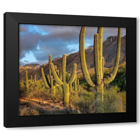 Santa Catlina Mountains-Catalina State Park-Arizona-USA Black Modern Wood Framed Art Print with Double Matting by Fitzharris, Tim