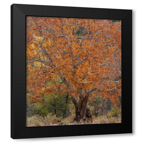 Sycamore Tree-East Verde River-Arizona-USA Black Modern Wood Framed Art Print with Double Matting by Fitzharris, Tim