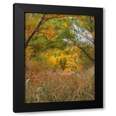 Verde River near Camp Verde-Arizona-USA Black Modern Wood Framed Art Print by Fitzharris, Tim