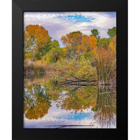 Dead Horse Ranch State Park-Arizona-USA Black Modern Wood Framed Art Print by Fitzharris, Tim