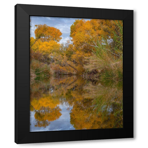 Dead Horse Ranch State Park-Arizona-USA Black Modern Wood Framed Art Print with Double Matting by Fitzharris, Tim