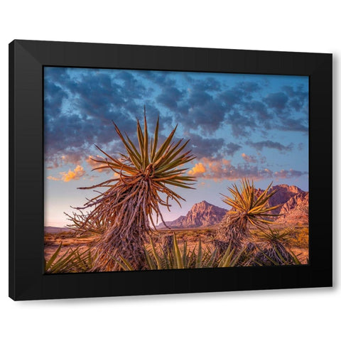 Red Rock Canyon National Conservation Area near Las Vegas-Nevada Black Modern Wood Framed Art Print with Double Matting by Fitzharris, Tim