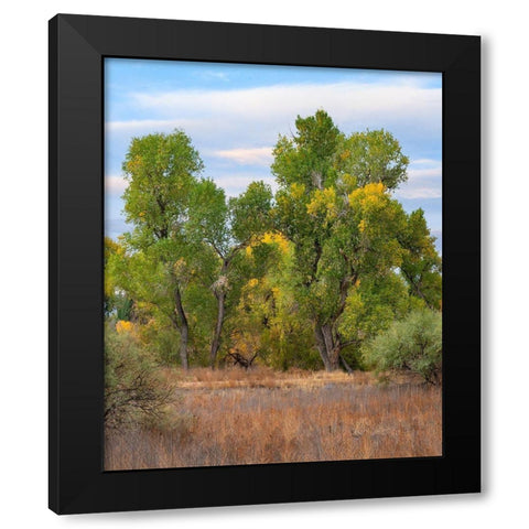 Riverine Forest-Dead Horse Ranch State Park-Arizona Black Modern Wood Framed Art Print with Double Matting by Fitzharris, Tim