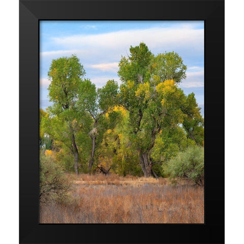 Riverine Forest-Dead Horse Ranch State Park-Arizona Black Modern Wood Framed Art Print by Fitzharris, Tim