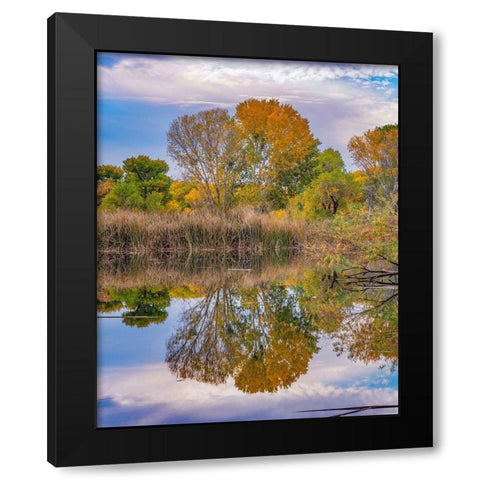 Dead Horse Ranch State Park-Arizona-USA Black Modern Wood Framed Art Print by Fitzharris, Tim