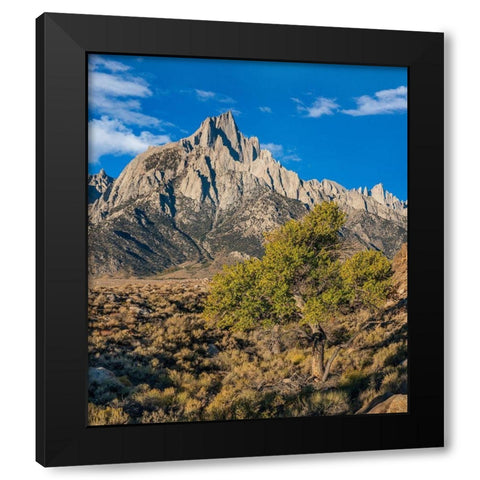 Lone Pine and Cottonwood Tree-Sierra Nevada-CA Black Modern Wood Framed Art Print with Double Matting by Fitzharris, Tim