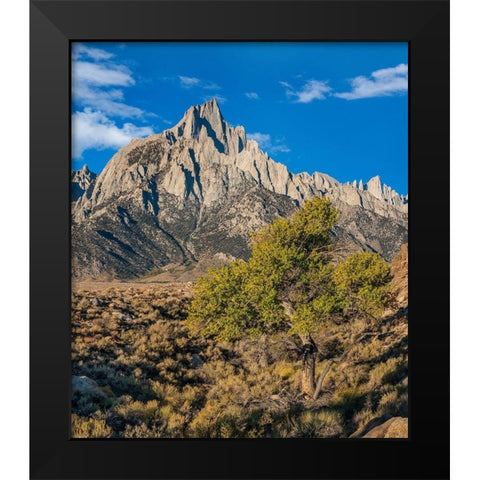 Lone Pine and Cottonwood Tree-Sierra Nevada-CA Black Modern Wood Framed Art Print by Fitzharris, Tim