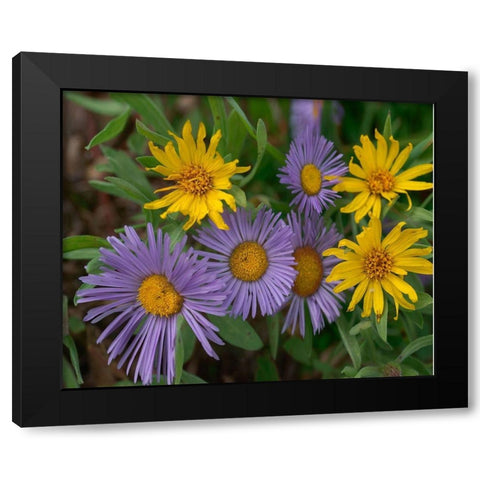 Mountain Daises and Alpine Sunflowers Black Modern Wood Framed Art Print with Double Matting by Fitzharris, Tim